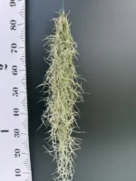 Tillandsia Usneoidis Grey - Image 2