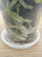 3D Print - Πιατάκι - Image 3