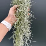 Tillandsia Usneoidis Grey
