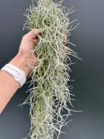 Tillandsia Usneoidis Grey
