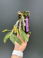 Dendrobium - Unicum - Image 2