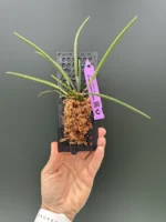 Leptotes - Bicolor var. majus - Image 2