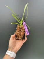 Vanda - Brunnea - Image 2