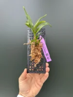 Dendrobium - Hibiki - Image 2