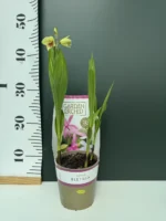 Garden Orchid - Bletilla (Ορχιδέα Κήπου) - Image 2