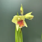 Garden Orchid - Bletilla (Ορχιδέα Κήπου)