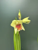 Garden Orchid - Bletilla (Ορχιδέα Κήπου)