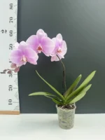 Phalaenopsis - Spirit Roze (XL Flowers) - Image 3