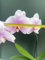 Phalaenopsis - Spirit Roze (XL Flowers) - Image 2