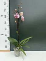 Phalaenopsis - Artsy - Image 2