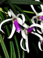 Leptotes - Bicolor var. majus