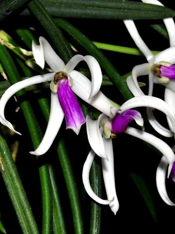 Leptothes_bicolor_ml Leptotes - Bicolor var. majus - Image 1
