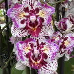 Phalaenopsis - Lianher Happy Pearl