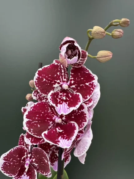 Zafira &bull; Ελληνικές Ορχιδέες &bull; Μοναδικές ορχιδέες με στυλ και αρώματα!