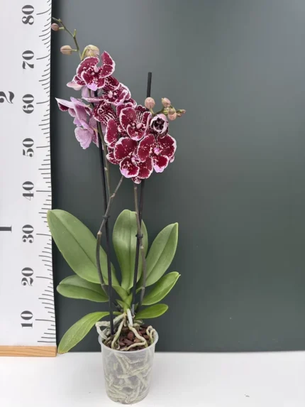 Zafiraaa &bull; Ελληνικές Ορχιδέες &bull; Μοναδικές ορχιδέες με στυλ και αρώματα!