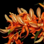 Dendrobium - Unicum