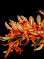 Dendrobium - Unicum