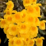 Dendrobium - Ueang Phueng