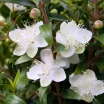 Myrtile (Μυρτιά)