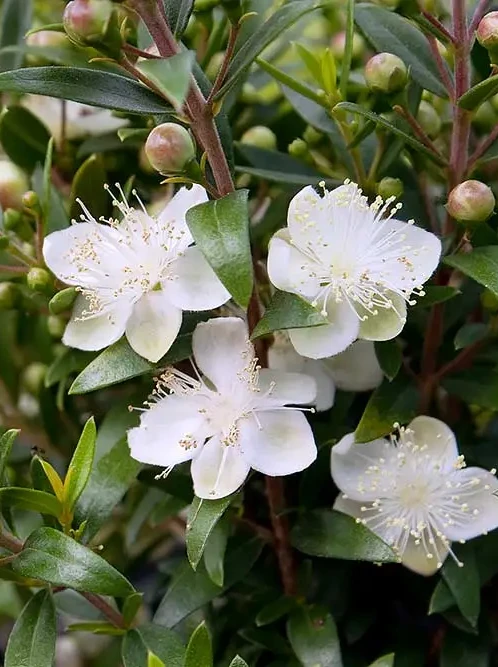 mistikakipou-myrtia-frontida Myrtile (Μυρτιά) - Image 1