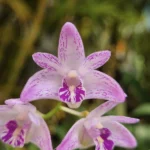 Dendrobium - Kingianum