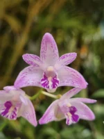 Dendrobium - Kingianum