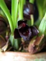 Maxillaria - Schunkeana