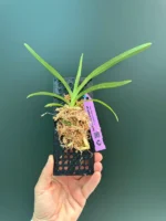 Vanda Tricolor var. Suavis 'Alba' - Image 2