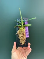 Renanthera Monachica x Vietnamensis - Image 2