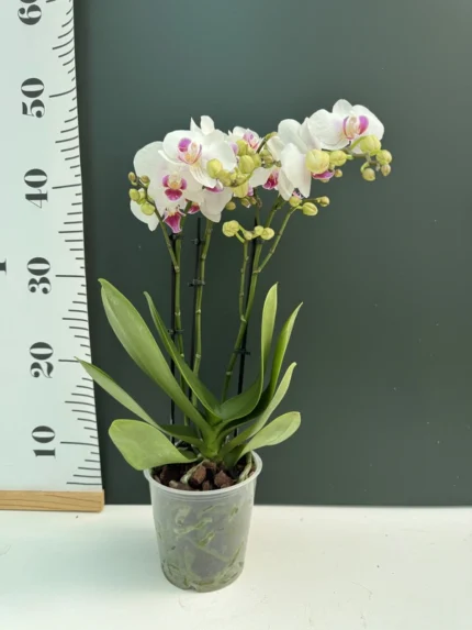 IMG 5622 &bull; Ελληνικές Ορχιδέες &bull; Μοναδικές ορχιδέες με στυλ και αρώματα!