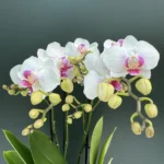 Phalaenopsis - Neisse