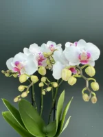 Phalaenopsis - Neisse