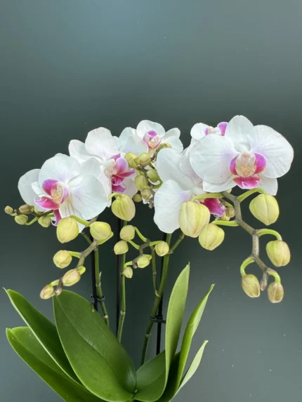 IMG 5623 &bull; Ελληνικές Ορχιδέες &bull; Μοναδικές ορχιδέες με στυλ και αρώματα!