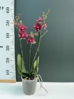 Phalaenopsis - Reyoung Miley - Image 2