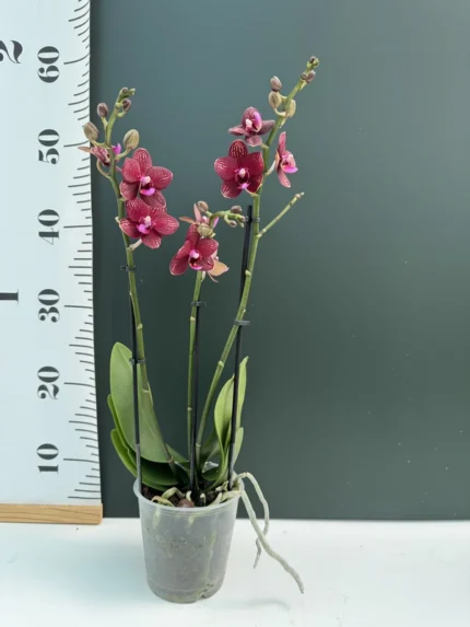 IMG 5624 &bull; Ελληνικές Ορχιδέες &bull; Μοναδικές ορχιδέες με στυλ και αρώματα!