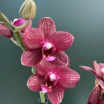 Phalaenopsis - Reyoung Miley