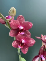 Phalaenopsis - Reyoung Miley