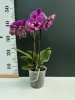 Phalaenopsis - Black Bear - Image 2