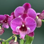 Phalaenopsis - Black Bear