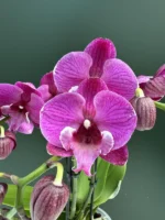 Phalaenopsis - Black Bear