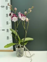 Phalaenopsis - 'Snow Red' - Image 2