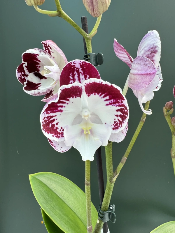 IMG_5635 Phalaenopsis - 'Snow Red' - Image 1
