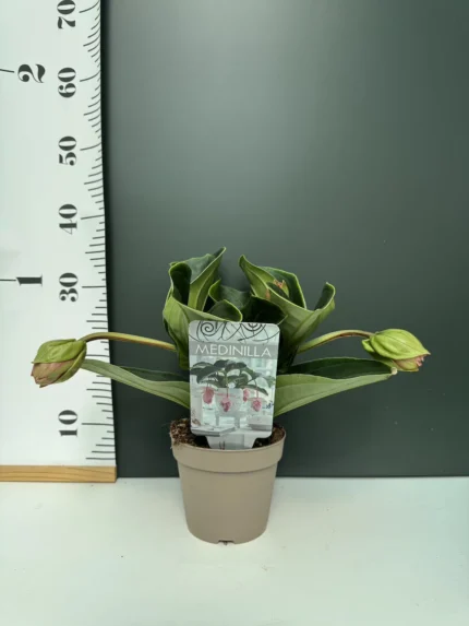 IMG 5651 &bull; Ελληνικές Ορχιδέες &bull; Μοναδικές ορχιδέες με στυλ και αρώματα!