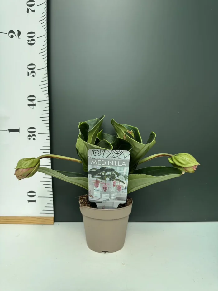 Μεντινίλα - Medinilla magnifica - Image 2