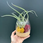 Deco Airplants  Glass ( Αερόφυτο )