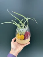 Deco Airplants  Glass ( Αερόφυτο )
