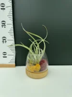 Deco Airplants  Glass ( Αερόφυτο ) - Image 2