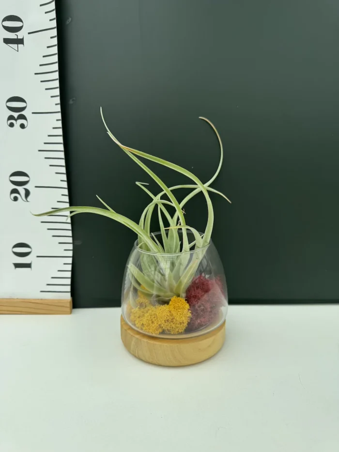 Deco Airplants  Glass ( Αερόφυτο ) - Image 2