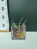 Airplants  In Cube Glass ( Αερόφυτο ) - Image 2