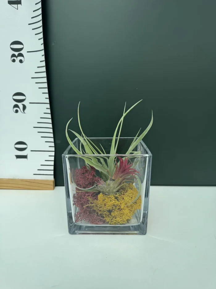 Airplants  In Cube Glass ( Αερόφυτο ) - Image 2